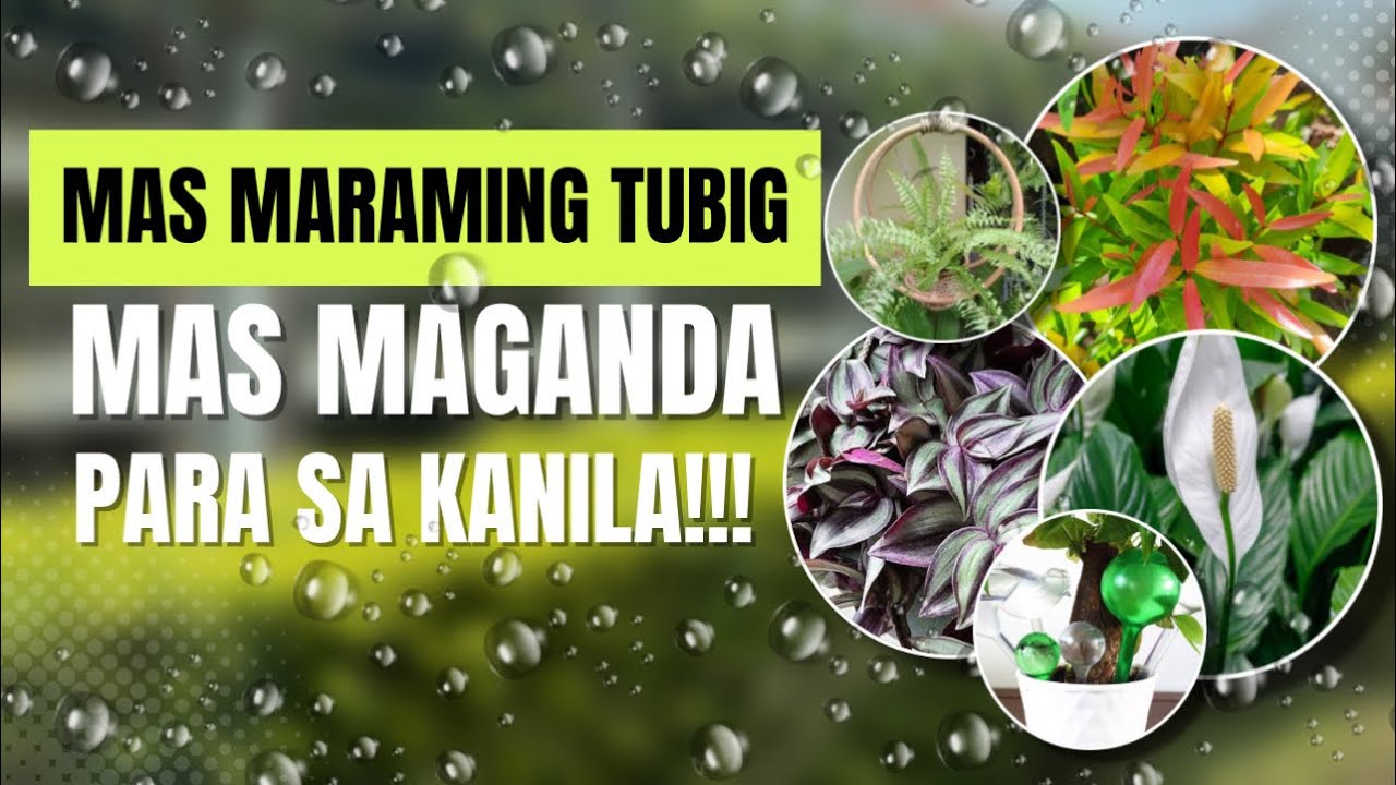 HOUSEPLANTS THAT NEEDS A LOT OF WATER!