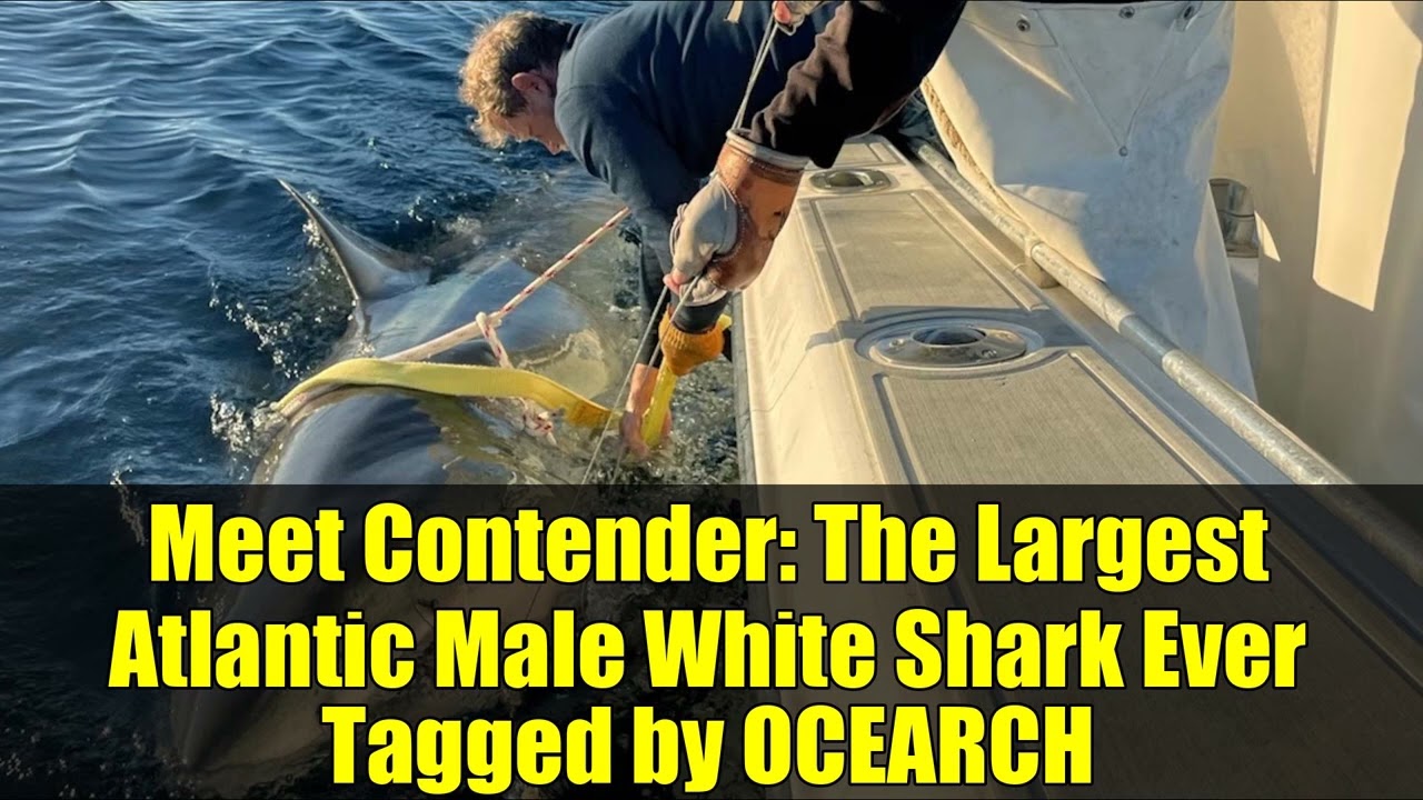 The Journey of Contender: Tracking a 13-Foot Great White Shark Off New England