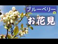 √無料でダウンロード！ ブルーベリー 花の色 165804-ブルーベリー 花の色