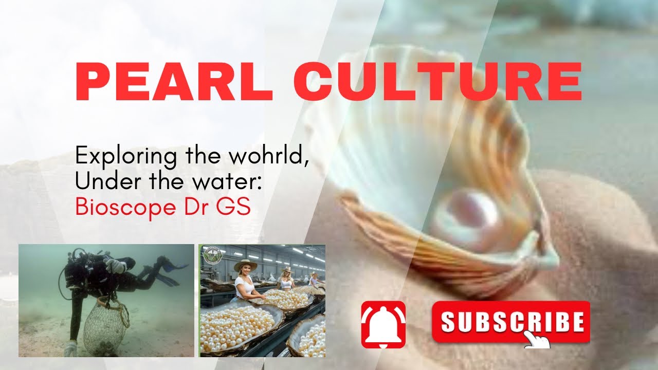 Pearl Culture | Step by Step Process | मोती पालन 