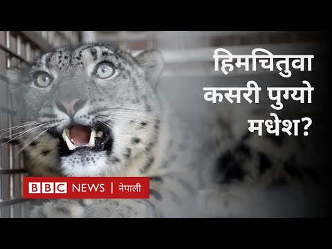 Snow leopard Nepal: हिमालबाट मधेश झरेको हिमचितुवाको कथा - BBC Nepali Sewa