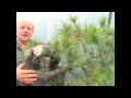 Bonsai - Uncovering the Magic within.