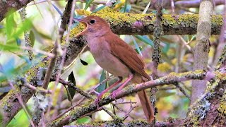 NIGHTINGALE Singing ♫ The Best Bird Song   ♫ 4K VIDEO ♫  Luscinia megarhynchos