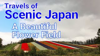 401 A Beautiful Flower Fieldtravels Of Scenic Japan Tabiator