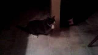 Crazy Cody Cat
