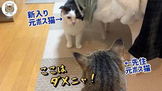 【老元ボス野良猫保護】vs先住元ボス野良猫「ママは譲れないニャ！」野良猫食堂卒業した元ボス猫に変化が？