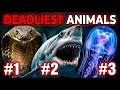 30 Most Dangerous Animals On Earth