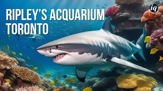 Ripley's aquarium of canada 2019 - the largest