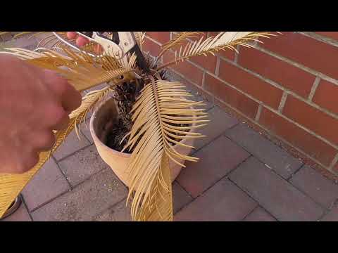 Video: Sago Palm Fehlerbehebung - Sagopalme hat keine neuen Blätter