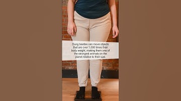 The Unbelievable Power of Dung Beetles: Nature