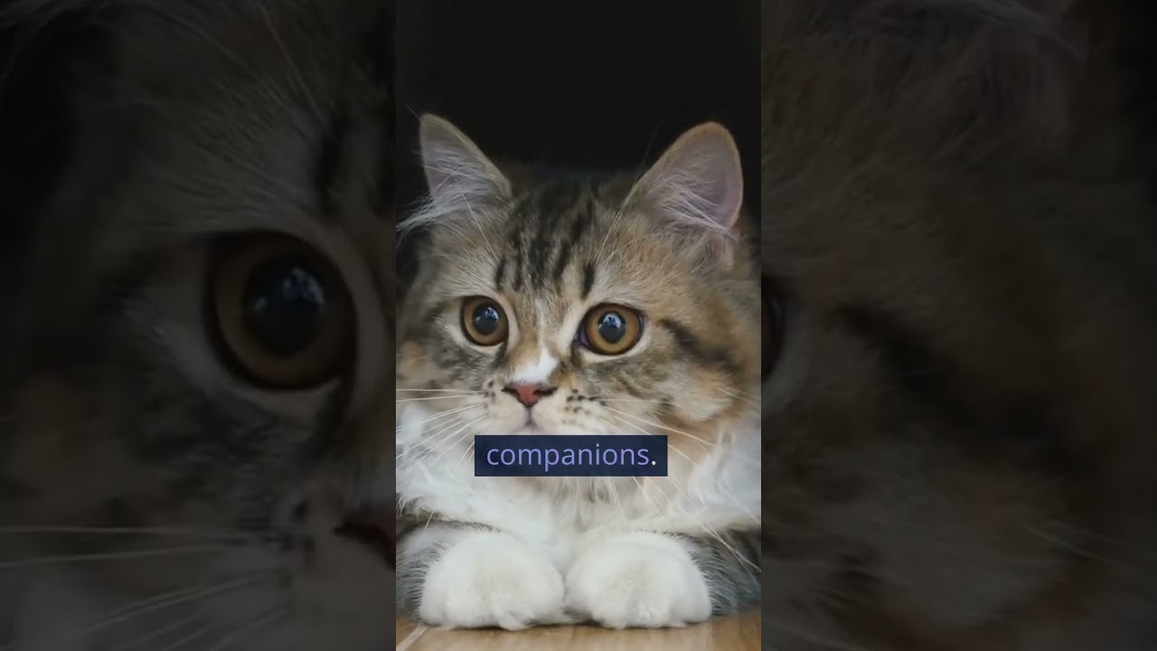 🐾🎂 The Oldest Cat in History: Celebrating Creme Puff's Incredible Life