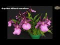 REPLANTE DA ORQUÍDEA MILTONIA MORELIANA- MELHOR SUBSTRATO - KITS PARA PLANTIOS DE ORQUÍDEAS