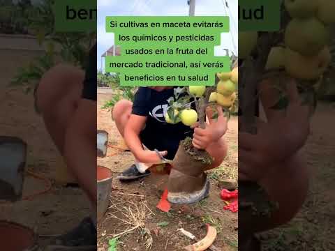 Video: Trees In Containers - Cómo cultivar árboles en contenedores