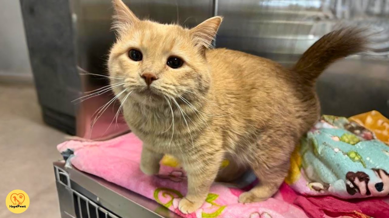 A Deaf Cat’s Silent World and the Love That Spoke Louder Than Words