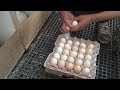 Yumurta Toplama Ve Bayram Sonrası Yumurta Satışındaki Azalma