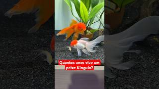 Quantos anos pode viver um Peixe Kinguio?