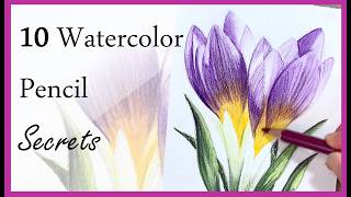 How to Use Watercolor Pencils Successfully (10 Tips for Beginners) Spring crocus tutorial