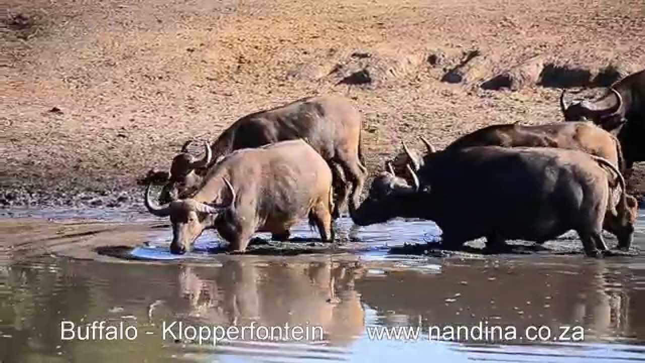 Thundering herd of Cape Buffalo (Syncerus caffer) at Klopperfontein