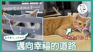 191 邁向幸福的道路，有貓彎道超車，有貓卻意外原地止步..｜浪途｜