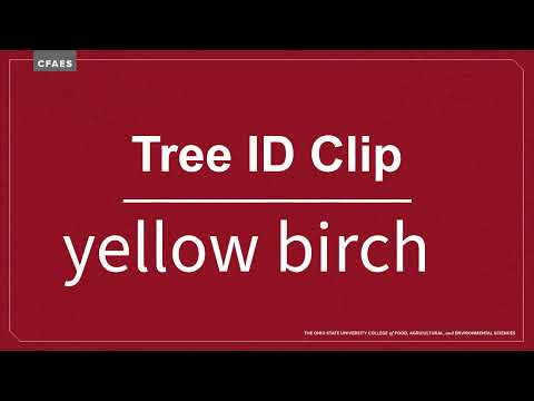 Tree ID Clip: yellow birch