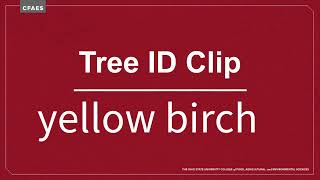 Tree ID Clip: yellow birch