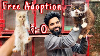 Free Persian Cat | Persian Cat | free cat adoption | persian cats for sale | free cat | cat adoption