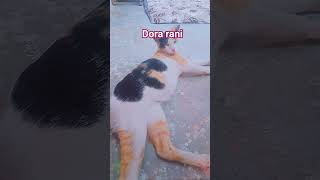 #cat #kitten #cutecat  #viralshorts #ytshorts #shorts #trending #cute #kitty #funnycat #viralvideo