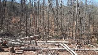 A Few More Trees Down and Out Today