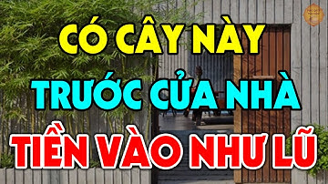 Cứ Trồng Cây Này TRƯỚC CỬA NHÀ Gia Chủ ĐỔI ĐỜI GIÀU SANG Bủa Vây, Tiền Bach Kéo Vào Như Nước