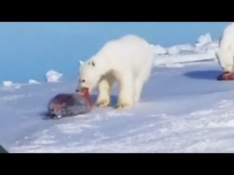 Video: Hvordan Man Tegner En Isbjørn