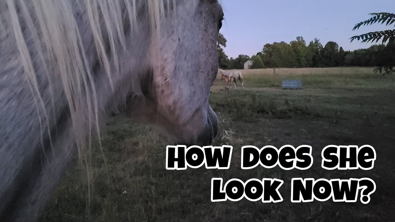 Our Most Desperate Rescue Horse EVER - 1 Month Later - YouTube