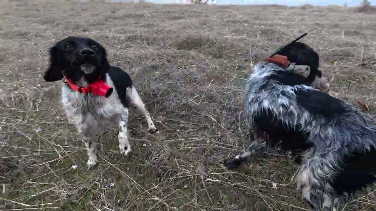 28/02 Ο αειθαλής TIMUR στα 12,5 χρόνια του μετά από 4ωρο κυνήγι μου δίνει την τελευταία του 25 -26 !