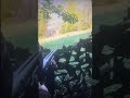 Turkey Hunting