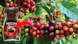 देखिये फैक्ट्री में इस तरह से बनती है  Coffee || how coffee is made || how to make coffee in factory