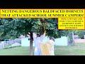 BALDFACED HORNETS ATTACK SUMMER CAMP KIDS! WE USE NET BAG AND INSECT NET TO QUICKLY REMOVE/RELOCATE!