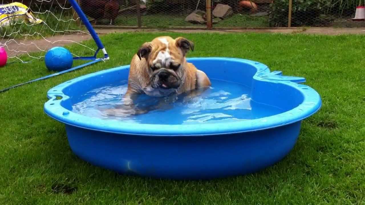 Bulldog Puppy dipping head underwater to retrive soft toy