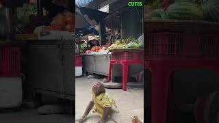 OMG ! Monkey doing tricks to ask strangers for money😢#cutis #funny #babymonkey #shortvideo