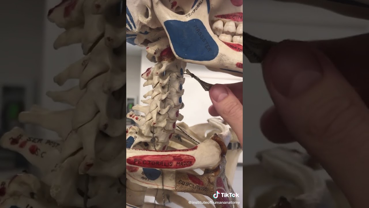 Hyoid Bone TikTok