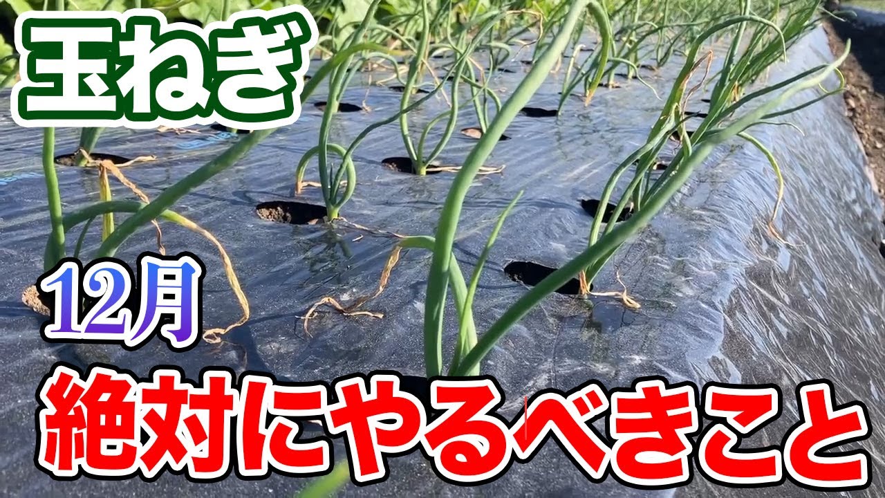 玉ねぎ❢❢ Onions] Things you must do in December - YouTube