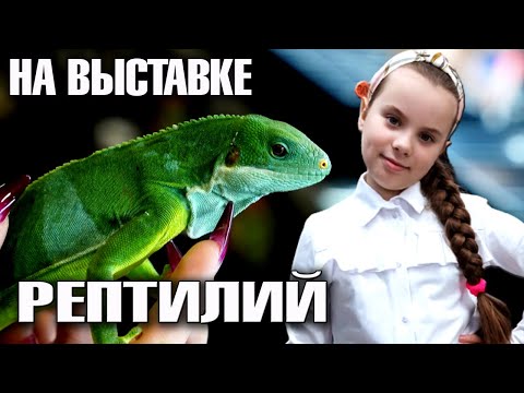 Видео: На выставке рептилий