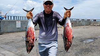 Non Stop Action At Skyway Fishing Pier