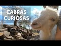 Una granja llena de cabras curiosas 🐐 MEXICANA EN UCRANIA