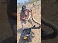 This Guy Wrestles With Huge Snakes! 🐍