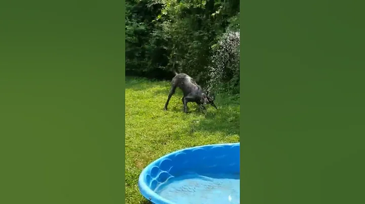 Grover vs waterhose