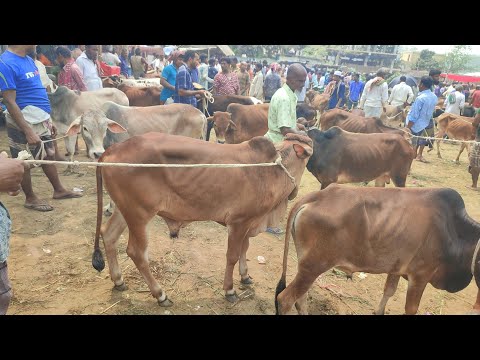 হাটে এসেছে একটি আজব গরু!  প্রচুর চাহিদা সম্পন্ন ৩৫ থেকে ৫০ হাজারের ষাঁড় গরুর দাম | আমবাড়ী হাট