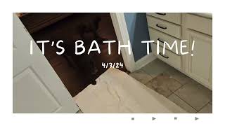 It’s Bath Time for this Doggo! Join Rivers for his Doggie Bath at Home! #dogbathing by Rivers the Chocolate Lab 57 views 1 month ago 5 minutes, 58 seconds