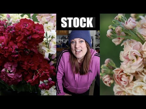 Growing Stock as a Cut Flower : My 2023 Varieties, Collecting Seeds and My Methods! Flower Hill Farm