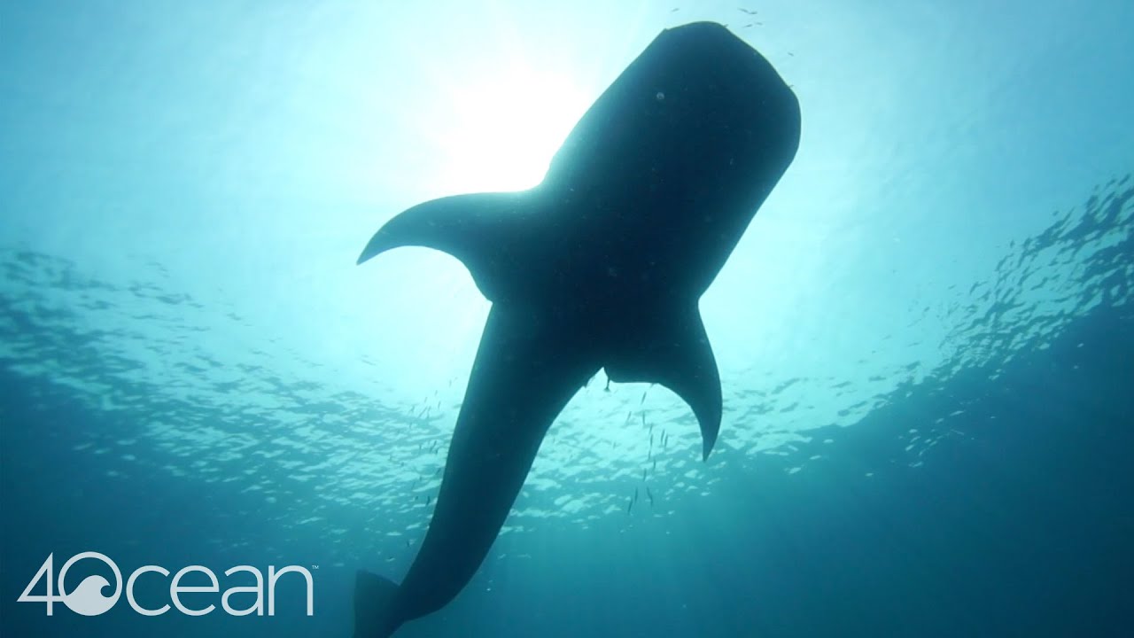 4ocean Partnerships | Guy Harvey Ocean Foundation