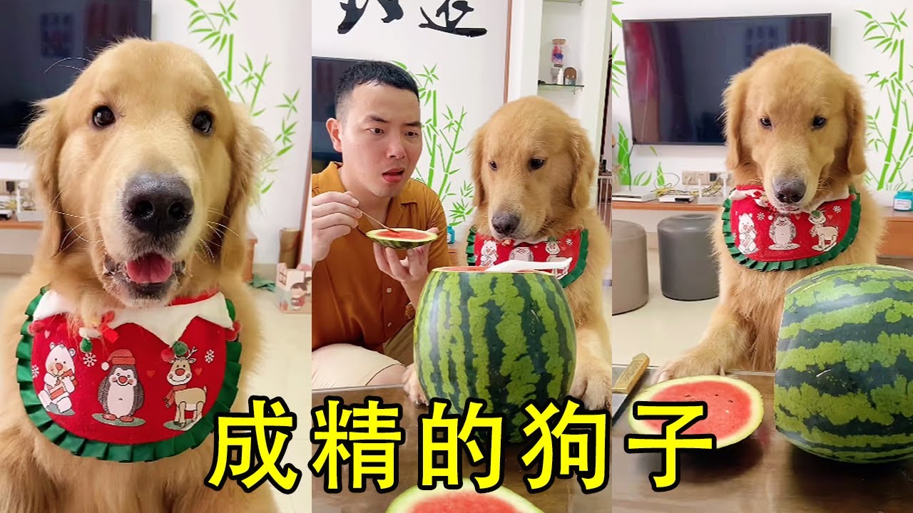 成精的狗子：四毛動用鈔能力讓毛爸做串串，不料竟上了大當，四毛：那我就不客氣了【起錯名的四毛】