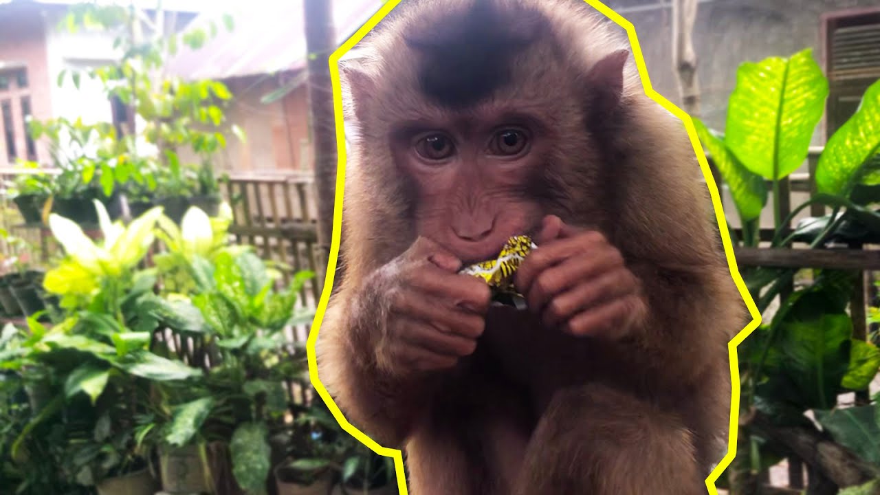 Funny Monkey Eating Chocolate Balls - Funny Monkey